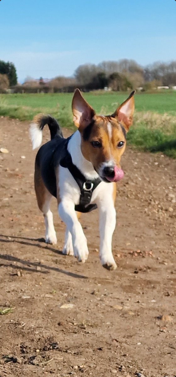 My pup is on a mission! He's got his tongue out and ears up and ready to take on the world! #doggo #tongueout #onamission