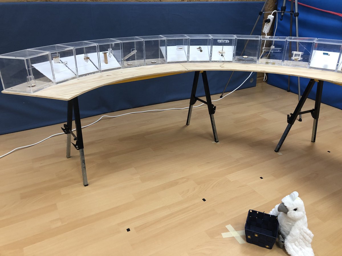 Birdsie the Goffin’s cockatoo sitting ready for the very last session of this sticker-collecting extravaganza (i.e. the Innovation Arena <a href="/th_roesa/">Theresa Rössler</a> <a href="/BMioduszewska/">Berenika Mioduszewska</a> <a href="/_MarkOHara_/">Mark O'Hara</a> ) with children aged 2-5 in kindergartens in Vienna. 11 months(!!) of data collection wraps today. ❤️