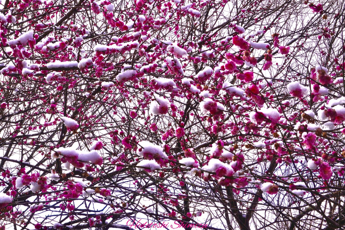vertigo1337's tweet photo. good-by winter
Hello Spring😌👋💞

🎶Rose

https://t.co/uTHWpw4RIm https://t.co/pIn1WmqDgD