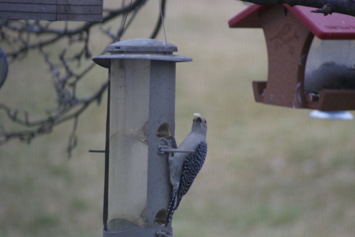 2016_ing's tweet photo. I love these Red Bellied Wood Peckers #birdphotography https://t.co/mEbyCz8U3j