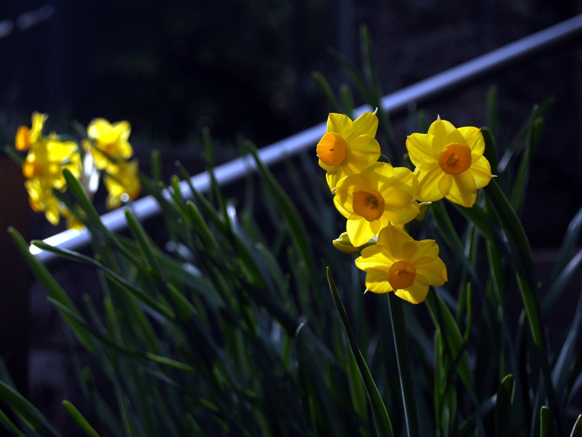 LensBeansJP's tweet photo. 標準ズームで
なにげなく撮影して
ちょいとレタッチして...

これでいいんだったら
今までなんだったの？という
戸惑いありますｗｗ

Olympus E-300
Olympus 14～45mm F3.5～5.6 https://t.co/AFgv2YY0M0