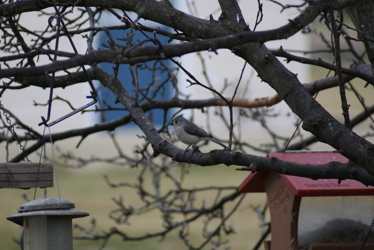 2016_ing's tweet photo. Lovely photo of the cheeky Tufted Titmouse! #birdphotography https://t.co/g8forArE8e