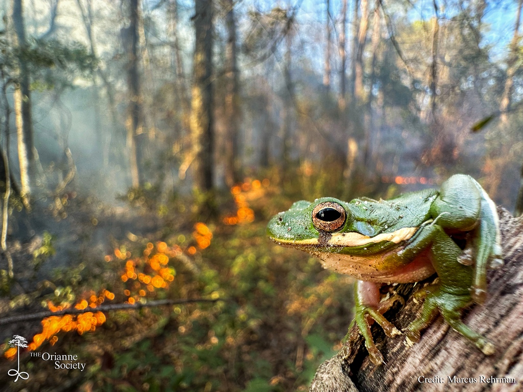 The Orianne Society tweet media