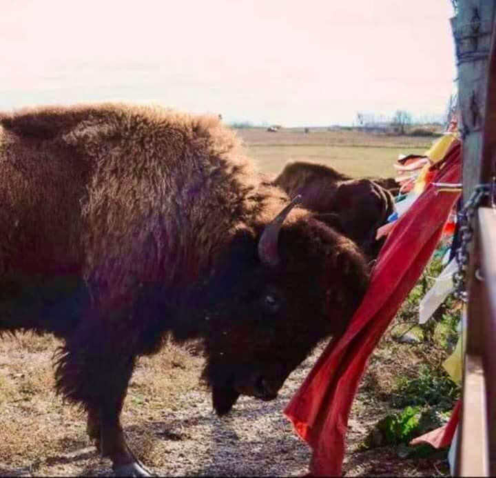 The Buffalo came up to Our Prayer ties n flags during Standing Rock. Lililililili. ⚪🟡🔴⚫ 
#BuffaloNation 
#LiberateTurtleIsland