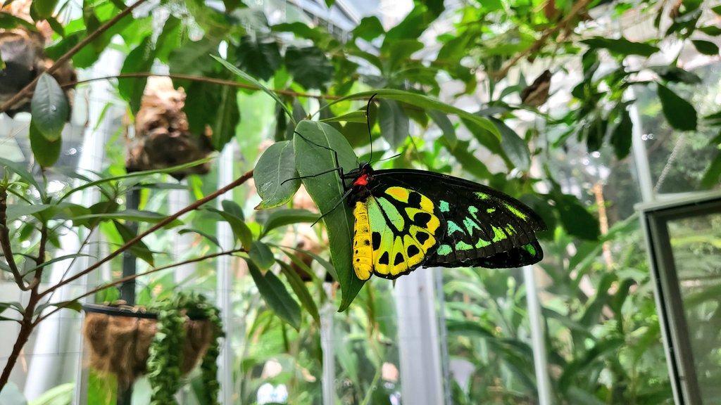 gorgeous friend 🦋