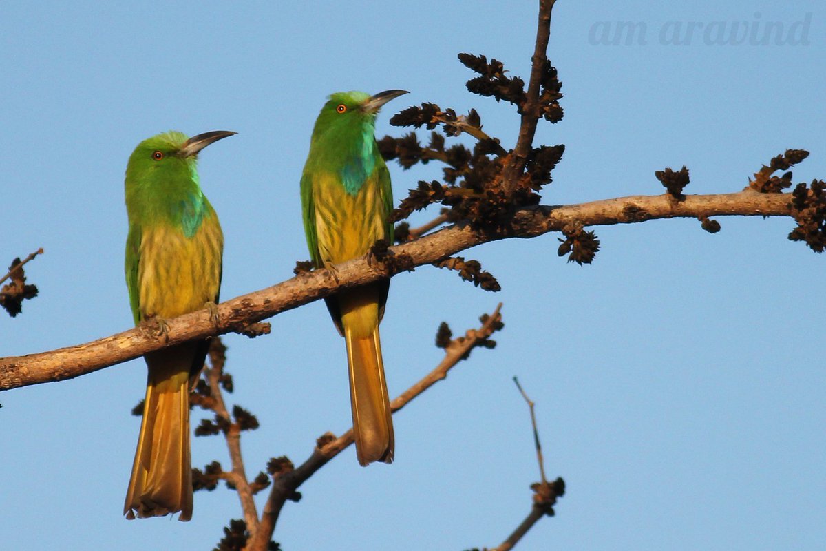 amabirdman's tweet image. #TwoToTango theme by #IndiAves 

1. Blue-bearded Bee-eaters (காட்டு பஞ்சுருட்டான்) 
2. Scaly-breasted Munias (புள்ளிச் சில்லை)
3. Common Kingfishers (சிரல்) 
4. Blyth&apos;s Starling and Chestnut-tailed Starling (சாம்பல் தலை நாகணவாய்)
