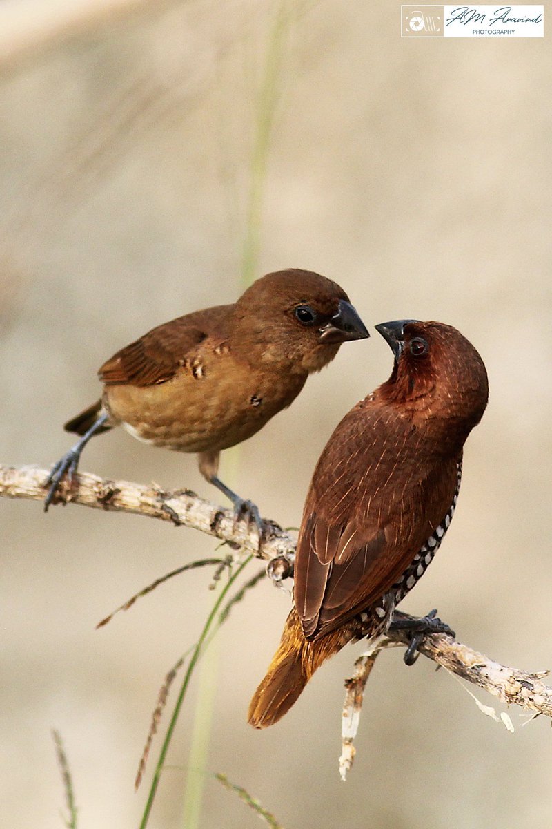 amabirdman's tweet image. #TwoToTango theme by #IndiAves 

1. Blue-bearded Bee-eaters (காட்டு பஞ்சுருட்டான்) 
2. Scaly-breasted Munias (புள்ளிச் சில்லை)
3. Common Kingfishers (சிரல்) 
4. Blyth&apos;s Starling and Chestnut-tailed Starling (சாம்பல் தலை நாகணவாய்)