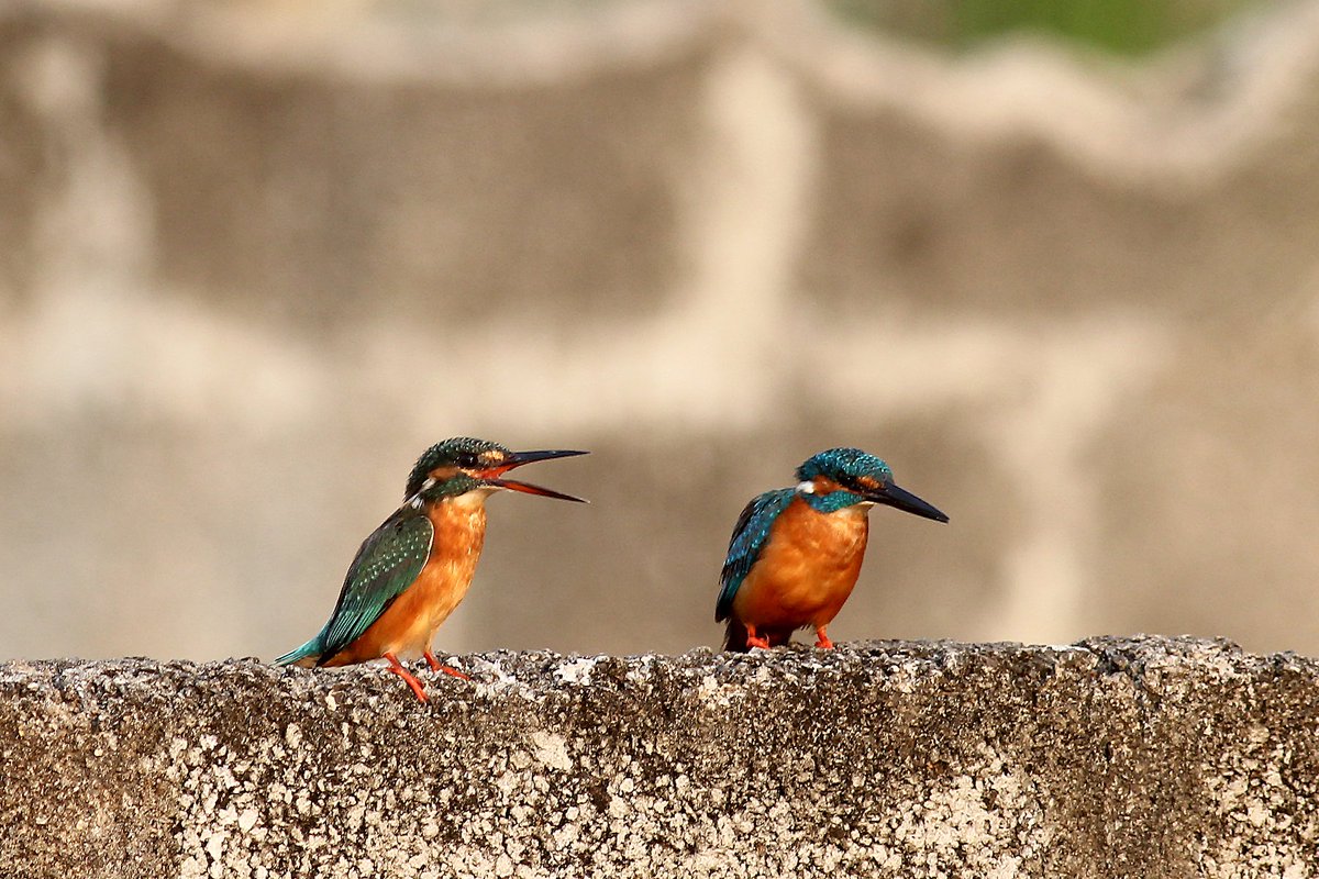 amabirdman's tweet image. #TwoToTango theme by #IndiAves 

1. Blue-bearded Bee-eaters (காட்டு பஞ்சுருட்டான்) 
2. Scaly-breasted Munias (புள்ளிச் சில்லை)
3. Common Kingfishers (சிரல்) 
4. Blyth&apos;s Starling and Chestnut-tailed Starling (சாம்பல் தலை நாகணவாய்)