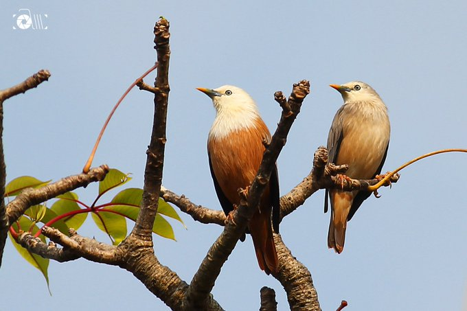 amabirdman's tweet image. #TwoToTango theme by #IndiAves 

1. Blue-bearded Bee-eaters (காட்டு பஞ்சுருட்டான்) 
2. Scaly-breasted Munias (புள்ளிச் சில்லை)
3. Common Kingfishers (சிரல்) 
4. Blyth&apos;s Starling and Chestnut-tailed Starling (சாம்பல் தலை நாகணவாய்)