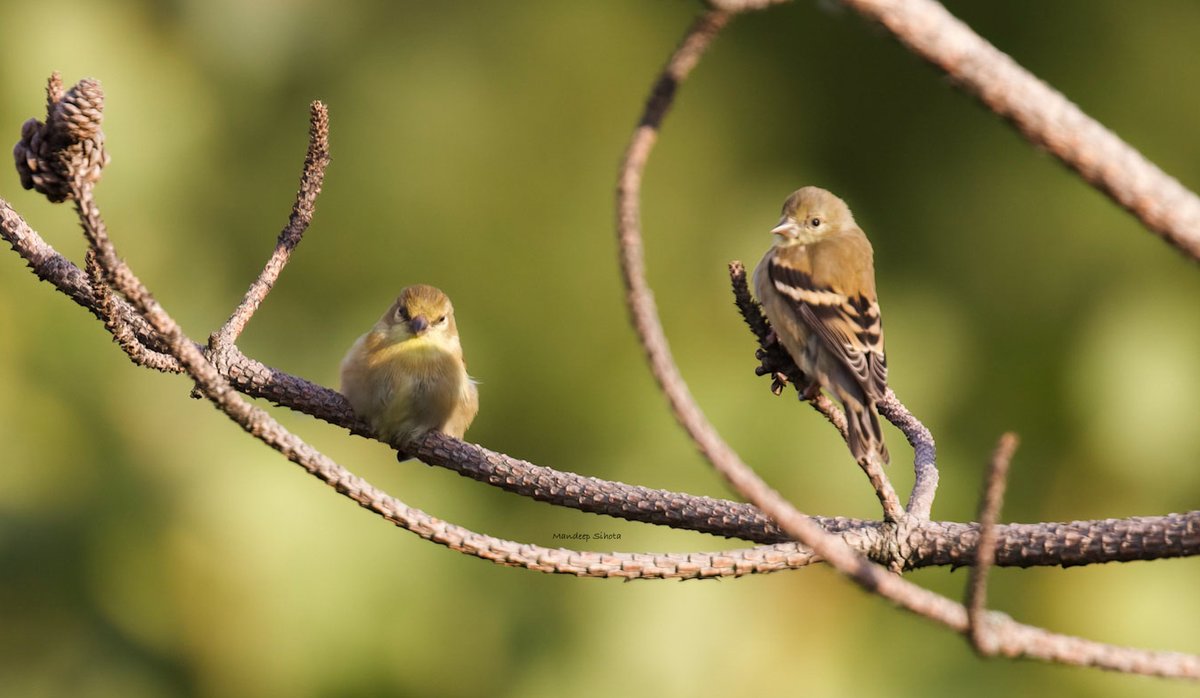 A goldfinch couple for the theme #Two2Tango #birds #birding #birdsinwild #birdphotography #twitterbirds #birdsoftwitter #IndiAves #smile #shotoncanon #twitternaturecommunity #twitternaturephotography