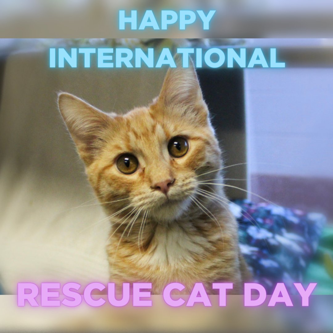 Happy Shelter Cats