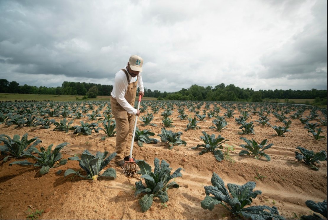 highmowingseeds's tweet photo. "Our best way to focus on land conservation today is through #regenerativeagriculture practices that will benefit future generations and our planet." -- Patrick Brown @hempfinityus of Brown Family Farms in Henderson, North Carolina https://t.co/CJnUdpID4n