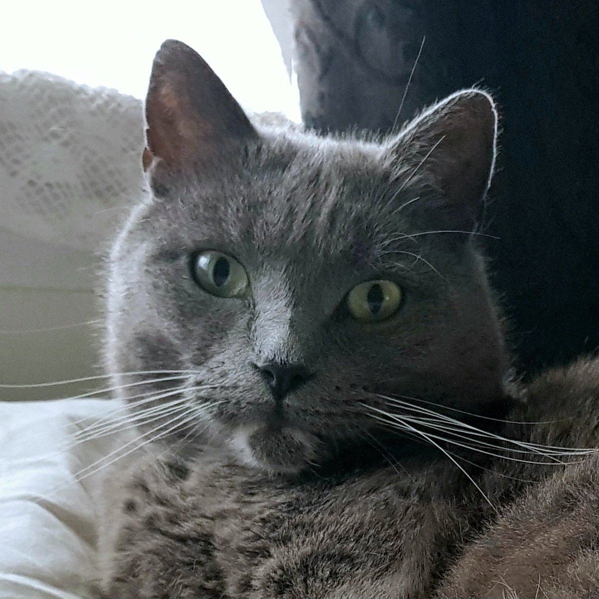 Catwalker tweet media