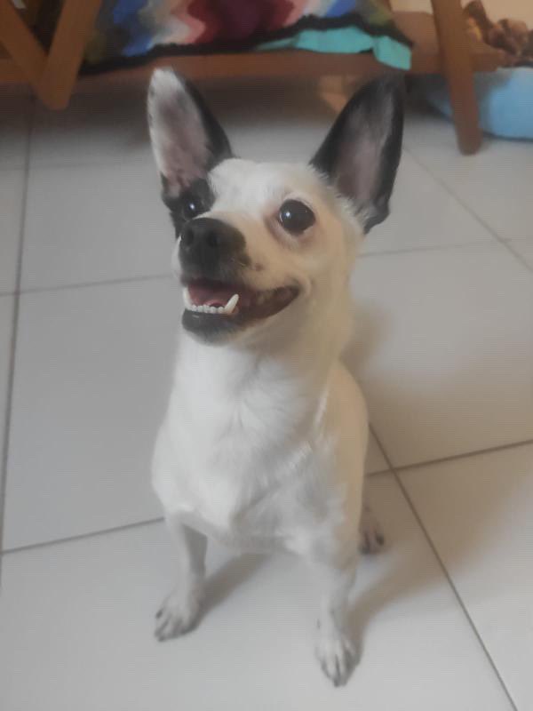 claraaverbuck's tweet photo. ATENÇÃO para o CANJICA, gente! foi encontrado amarrado em uma praça com uma sacolinha contendo ração e sua carteira de vacinação. tem 1 ano e meio, 4kg, vacinas em dia, castrado. não se dá com gatos, mas com cachorro é suave. ADOTE O CANJICA! ele está em LT em são paulo 🥺❤️❤️❤️ https://t.co/K3NOurPUYy
