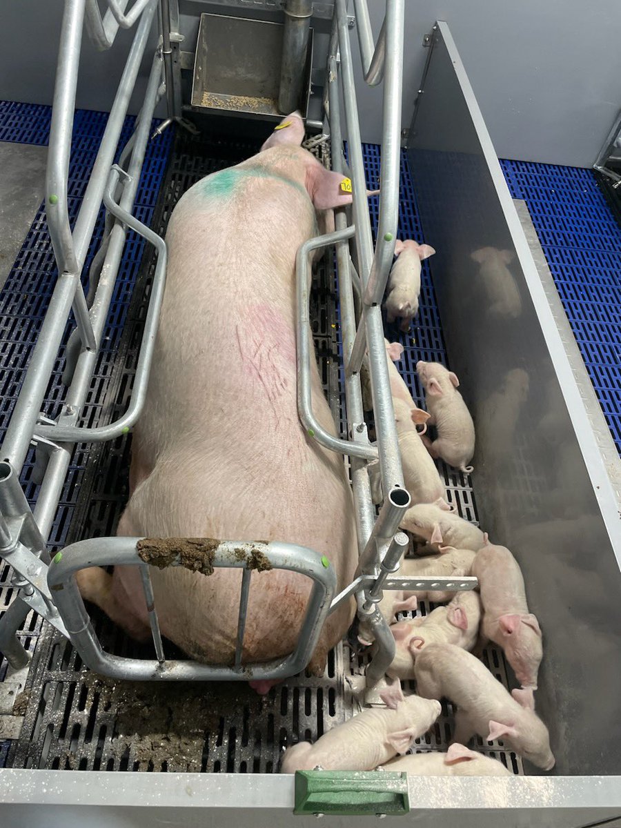 March 2nd 2022 <a href="/mccannredimix/">McCann Redi-Mix</a> pushing dirt and March 2nd 2023 our first litter is on the ground!!  What a year it’s been!!