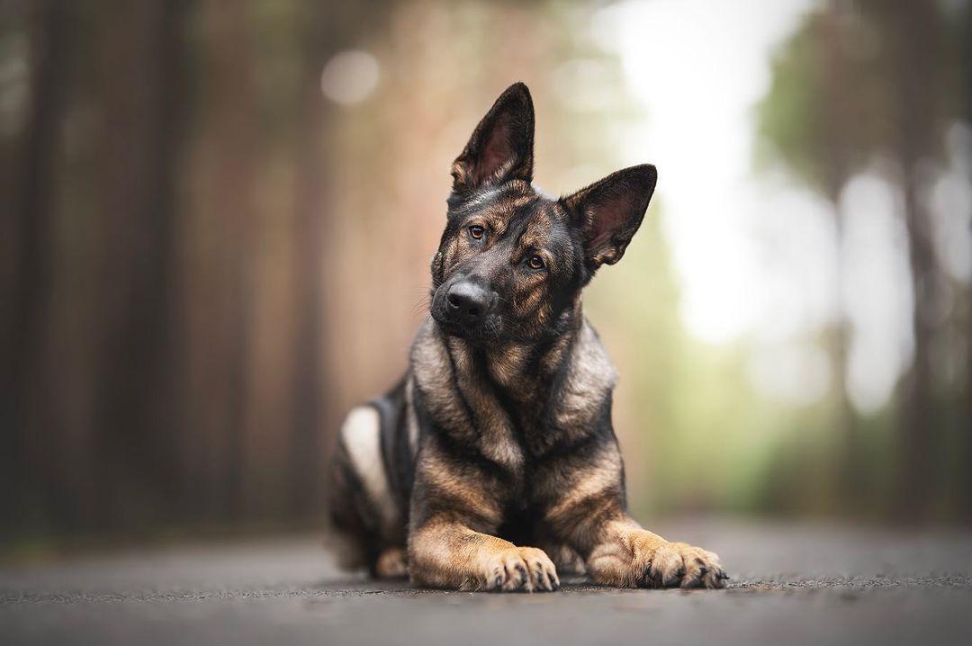 My hero
 #DogsofTwittter #germanshepherd
#dogs #gsd #gsdworld