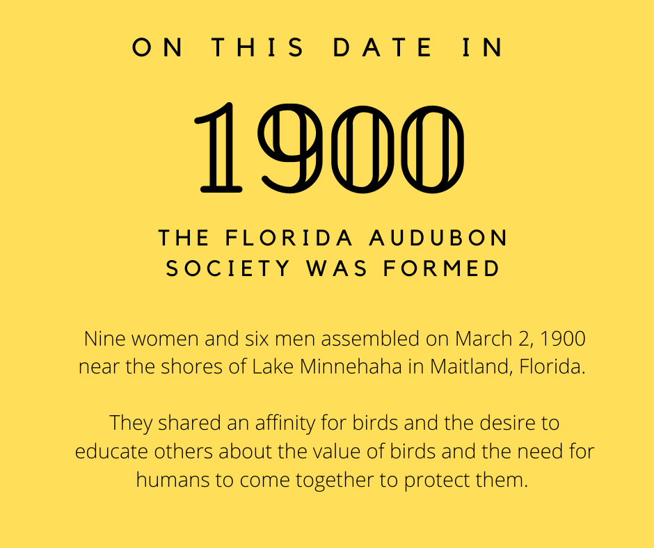 AudubonFL's tweet photo. Happy birthday to us! 

Audubon celebrates 123 years of conservation in Florida. Concerned community members came together to stop the mass slaughter of wading birds for the plume trade, and hosted their first meeting of the Florida Audubon Society on this day 123 years ago. https://t.co/v26y7eLpu7