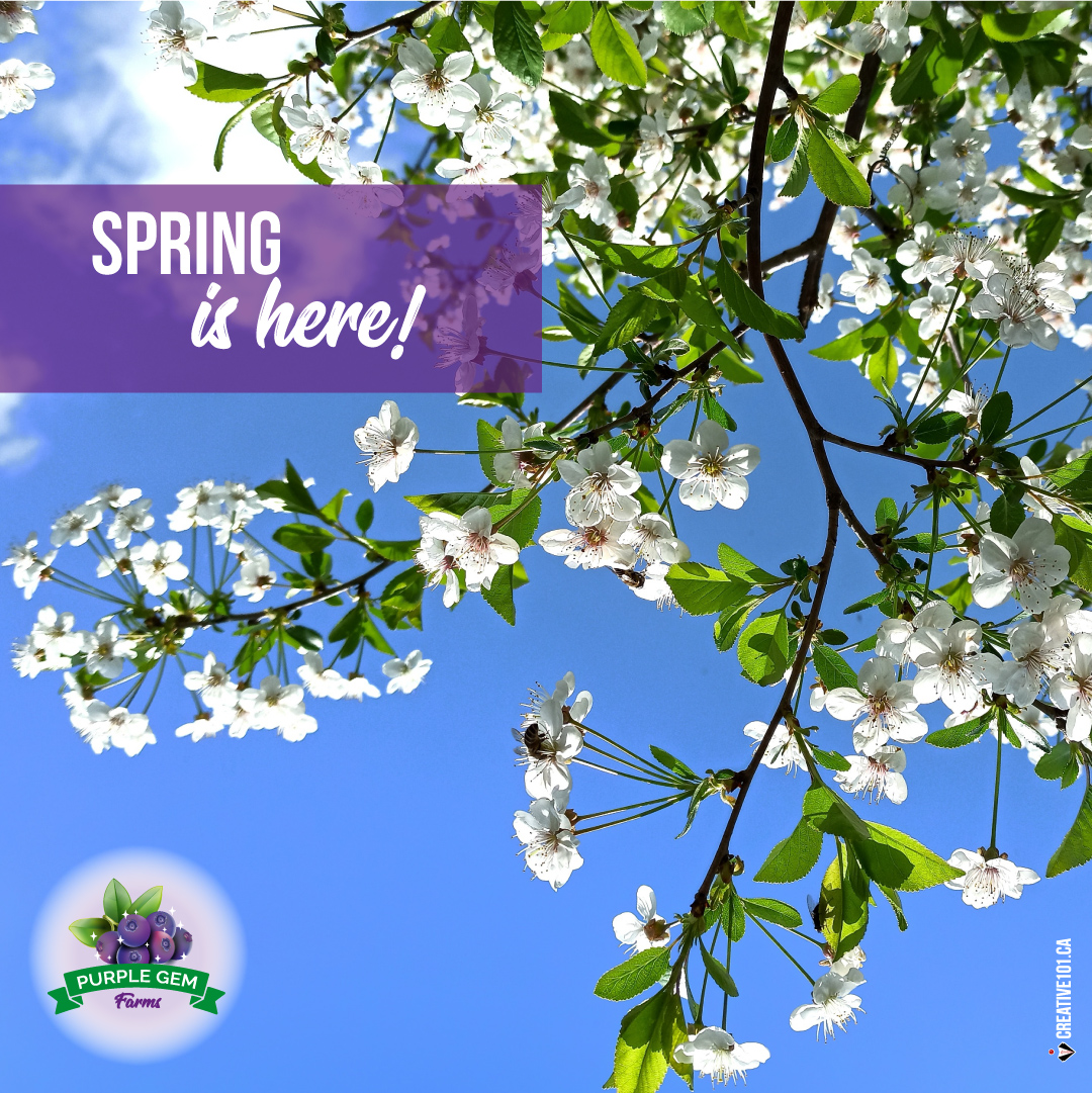 IT'S OFFICIALLY SPRING! 🌞👍😃
Soon, we'll start to see greenery everywhere... especially on our Saskatoon bushes! 🤗🤞💜

#SaskatoonBerries #BerriesAlberta #LeducBusiness #BerriesForRestaurants #BerriesForBakeries #BerriesRetail #BerryJuice #NaturesLittleGem
