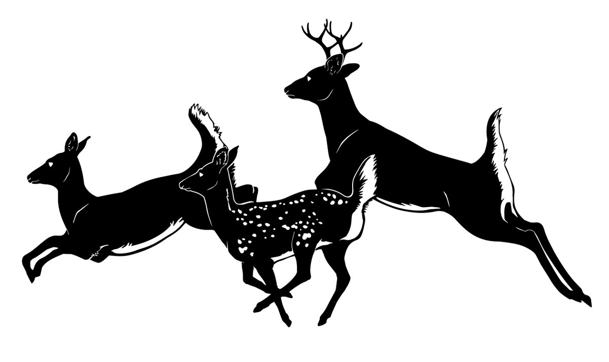 Deer trio. A concept piece for some laser cut signs that were never made. This illustration is almost 10 years old, but I still love it so much!

#sciart #animalart #deer #sciviz #scientificillustration #illustration #illustrator #adobeillustrator