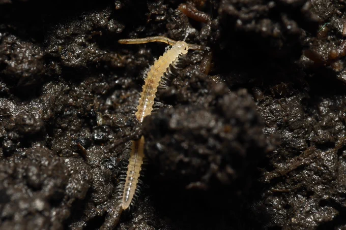 Image from Colliery Spoil Biodiversity Initiative (@collieryspoil)