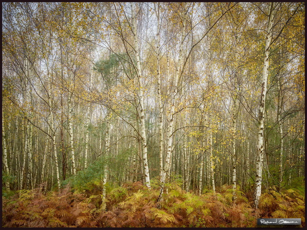 Young Silver Birches. Such elegant trees and so often overlooked. They look graceful in all seasons but especially Autumn and Winter. #forest #silverbirch #phaseone See more of my forest images here: richardosbourne.com/forests/e57e91…