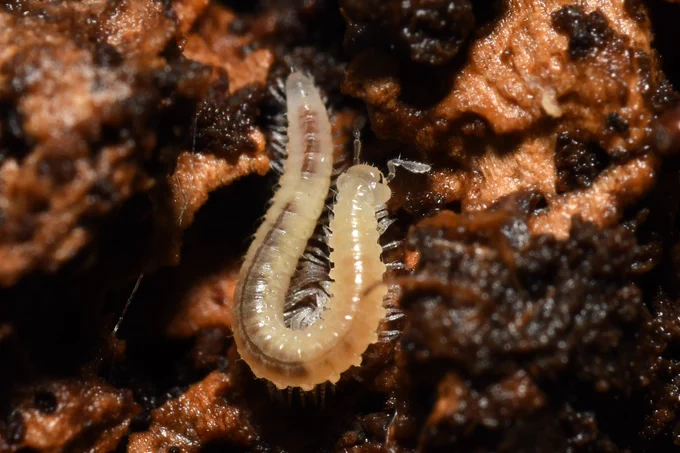 Image from Colliery Spoil Biodiversity Initiative (@collieryspoil)