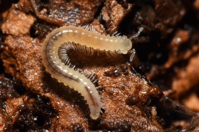 Image from Colliery Spoil Biodiversity Initiative (@collieryspoil)