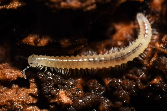 Image from Colliery Spoil Biodiversity Initiative (@collieryspoil)