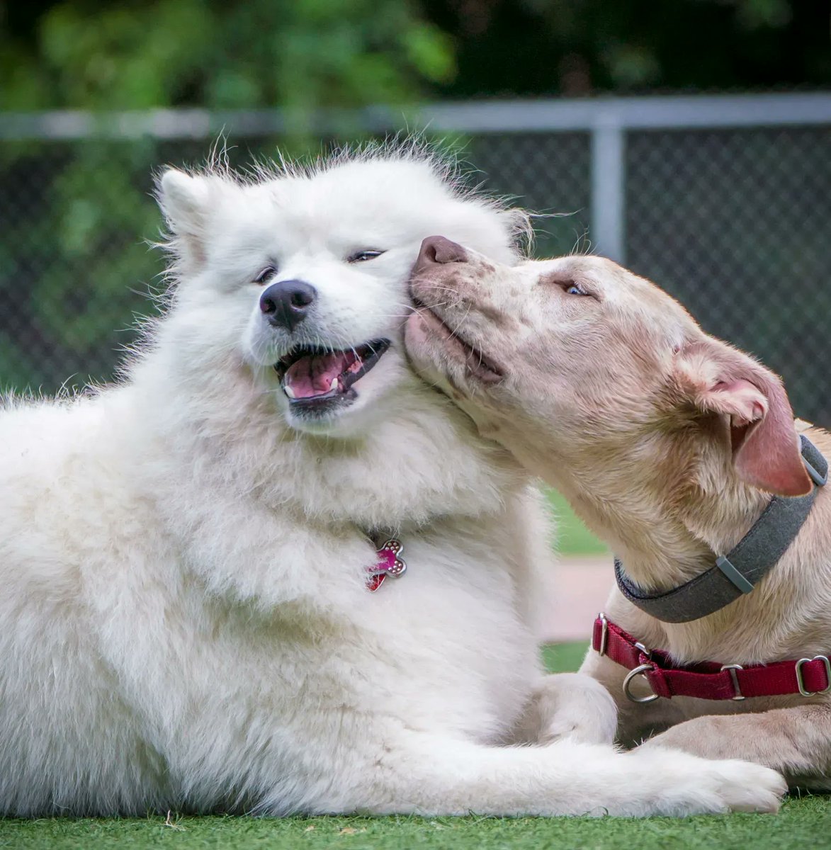 ComedyPetPhoto's tweet photo. Feeling irresistible?  Some days you've just got it.
This is Frank appreciating some company on a sunny day in the park. 
Enter your pet pics now!
Credit: Paul Peterson
#funnydog  #dogstagram #dogsofinstaworld #dogoftheday  #lovemydog #bestwoof #sillydogs https://t.co/nFw66qtLen