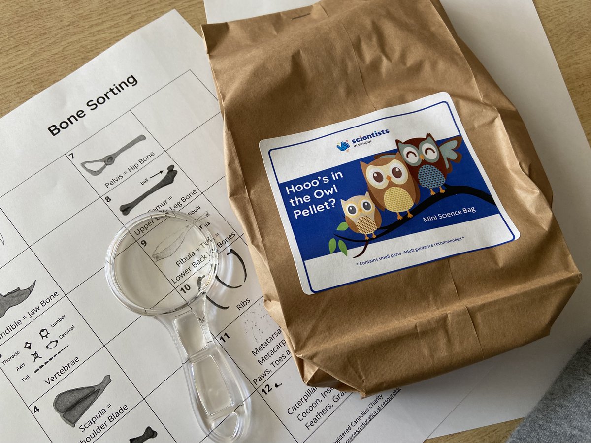 McM_MsT's tweet photo. 🦉Hooo's in the Owl Pellet?🦉Our student biologists dissecting sterilized owl’s pellets guided by Scientist Jennifer @Sci_in_School This is going to be #aweSTEM 🤩
@TDSB_McMurrich @McMurrichParent
1/3 https://t.co/ldeTOjemkJ