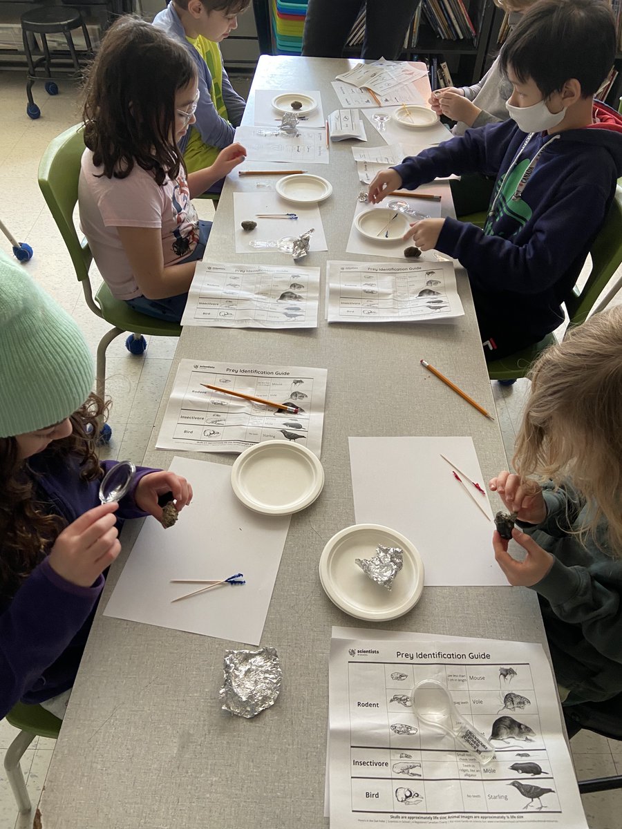 McM_MsT's tweet photo. 🦉Hooo's in the Owl Pellet?🦉Our student biologists dissecting sterilized owl’s pellets guided by Scientist Jennifer @Sci_in_School This is going to be #aweSTEM 🤩
@TDSB_McMurrich @McMurrichParent
1/3 https://t.co/ldeTOjemkJ