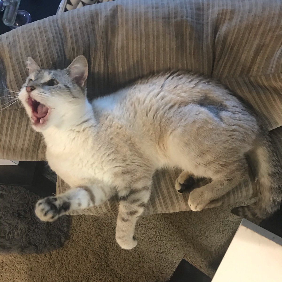 🎃 spooky miles tweet media