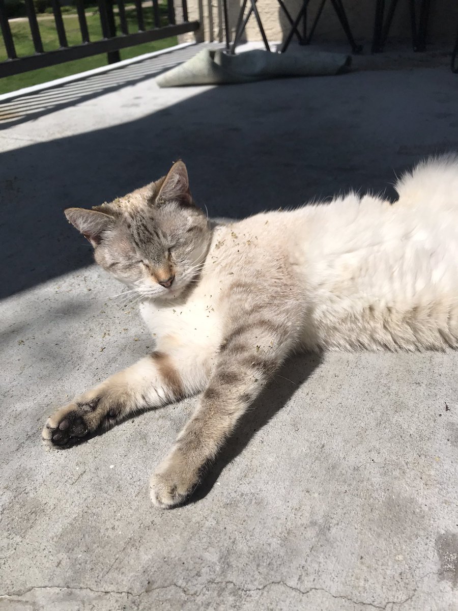 🎃 spooky miles tweet media