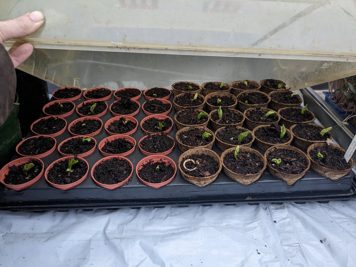 I think it's fair to say I have quicker Germination from the @gardenhealth1 fibre pots Thank you for taking the time to talk to me at the @gardenpresevent I'd love to see how your rootrainers perform! 😁