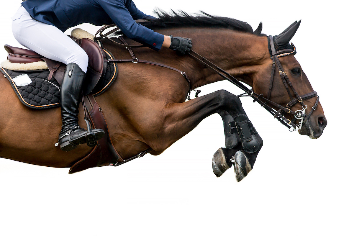 HorseLoversMath's tweet photo. Ask an Equine Ethologist: Horses are trained to do what we ask them, but how do you explain that extra “try” factor? https://t.co/rebUkT0Z6i #equestriansport #sporthorses #equestrian #equine #horsebehavior #horses https://t.co/eWne0w3vJU
