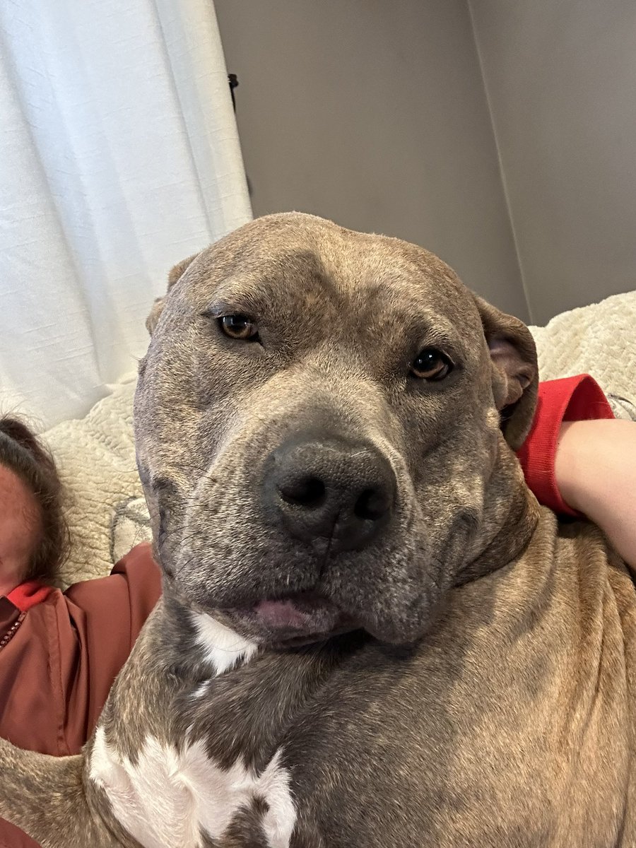 shayshaylouise's tweet image. I can’t handle her 🤣😍 my bestie girl #dogsoftwitter #cutedog #bullybreed