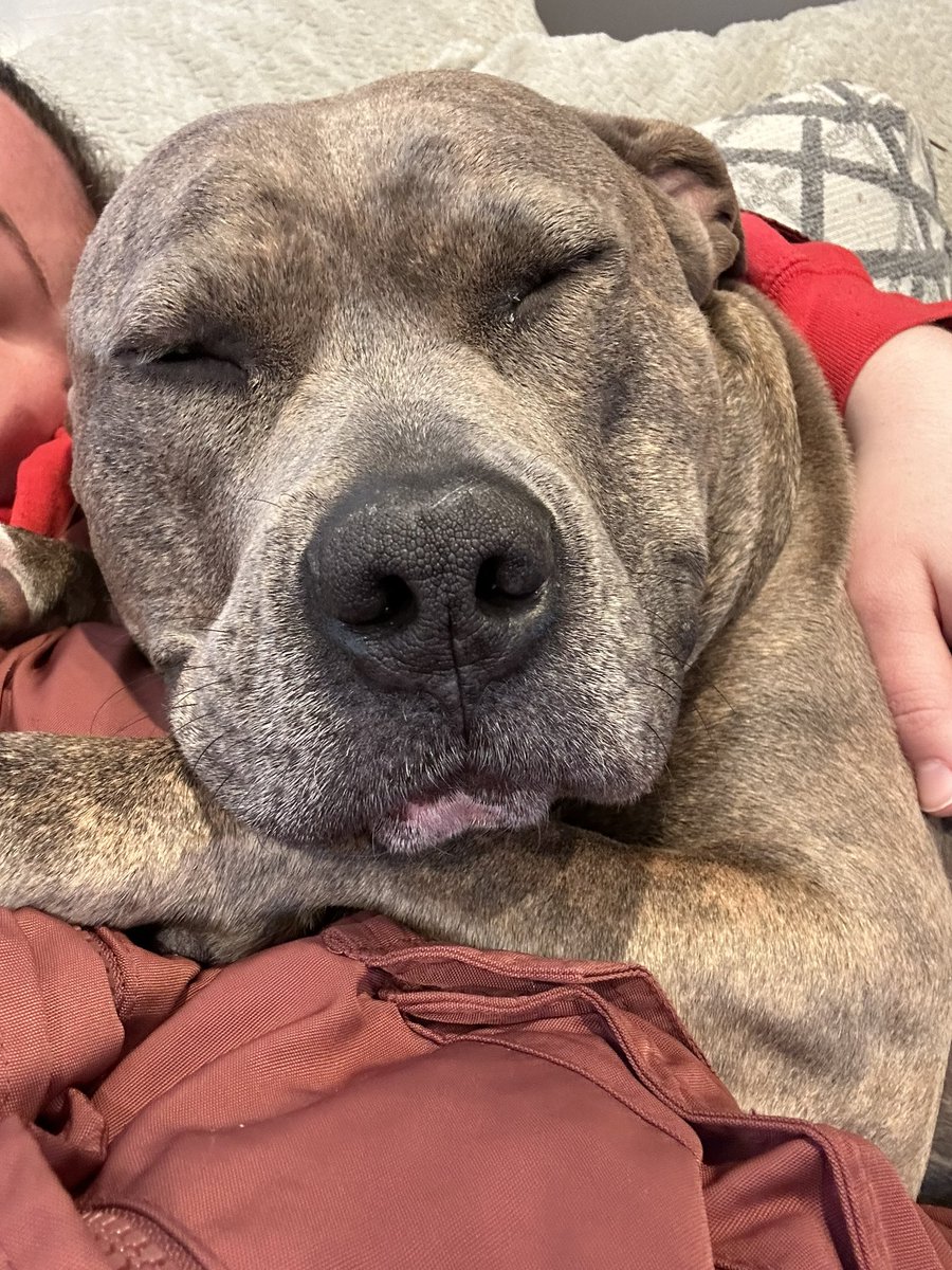 shayshaylouise's tweet image. I can’t handle her 🤣😍 my bestie girl #dogsoftwitter #cutedog #bullybreed