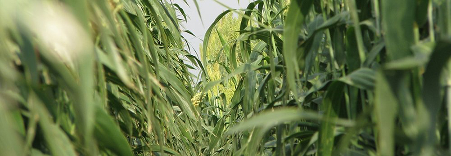 The <a href="/ENERGY/">U.S. Department of Energy</a> announced $25.5 million in funding to enable the sustainable use of domestic biomass and waste resources, such as agricultural residues and algae, to produce low-carbon biofuels and bioproducts. 
#funding #decarbonization #agriculture 

📲 energycapitalmedia.com/2023/03/02/low…