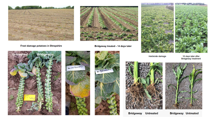 #Bridgeway - a #biostimulant you can rely on ✅
Beat stress &amp; power #planthealth in a range of crops (not just cereals)👉 bit.ly/3IGeoZJ
 
🥔 Frost recovery in #Potatoes
🌱 Chemical damage in #SugarBeet
🥬 Disease reduction in #BrusselSprouts
🌽 Drought stress in #Maize