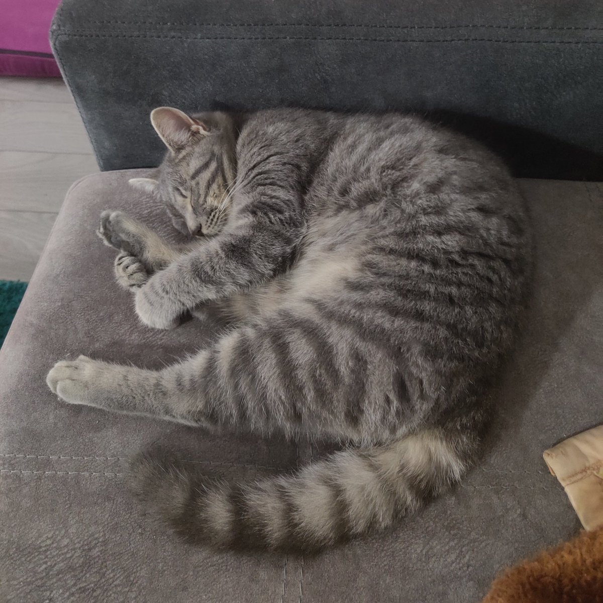 plavsenovic's tweet photo. Šta će joj plišani meda kada ima nogu? https://t.co/iTxGA1PPwC