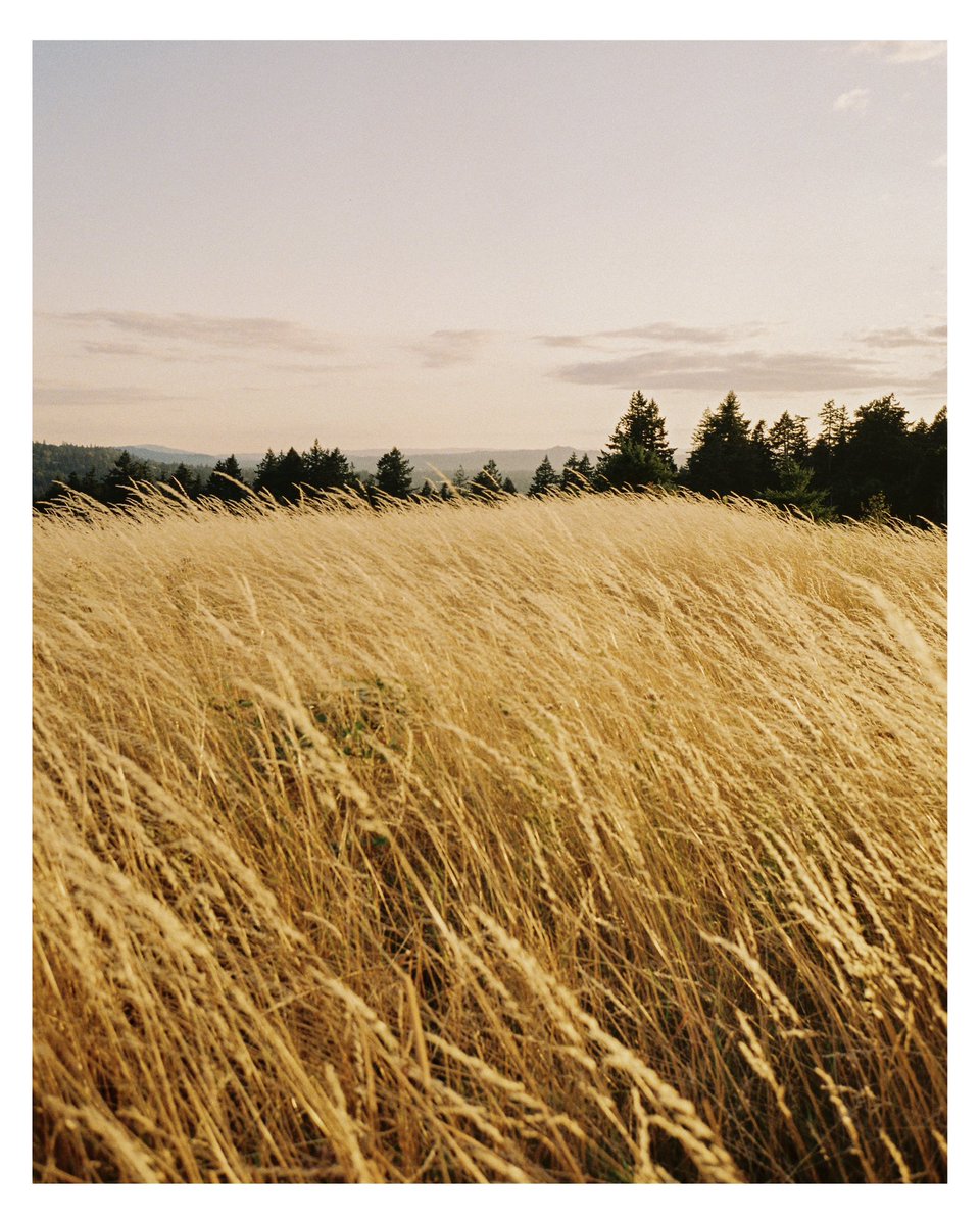 jacobetovar's tweet photo. slices of oregon on 120 and 35mm https://t.co/C0bWNQzhcQ