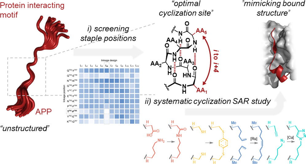ACSBioMed's tweet photo. Comprehensive evaluation of #peptide cyclization methods. Work by @ChristianBeBa and @stromgaardlab at @UCPH_Research and collaborators at @UQ_News, out in #JMedChem
Read the article here ➡ https://t.co/uU5NjNk2CM https://t.co/apZbtDVsfZ