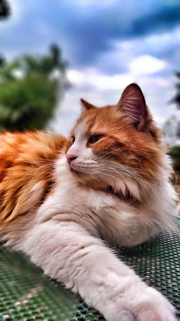 LolloLoved's tweet photo. Uscite il vostro gatto merde https://t.co/pUPXTDrpIK