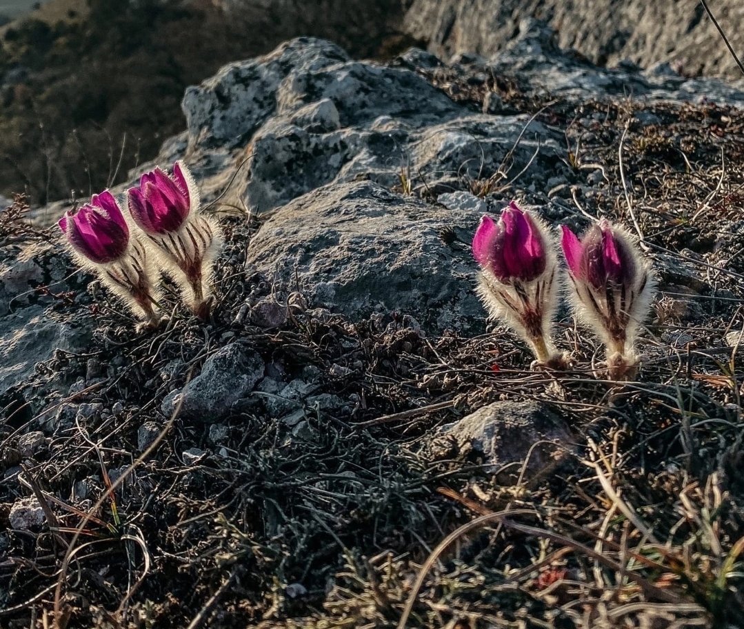 Pulsatilla patens
Сон розкри́тий
Народні назви: сон-трава, анемона, сон-зілля, сонник. 
p.s. серед українців Канади відома як крокус прерій, дим прерій.
#Bağçasaray
#Крим
#Crimea