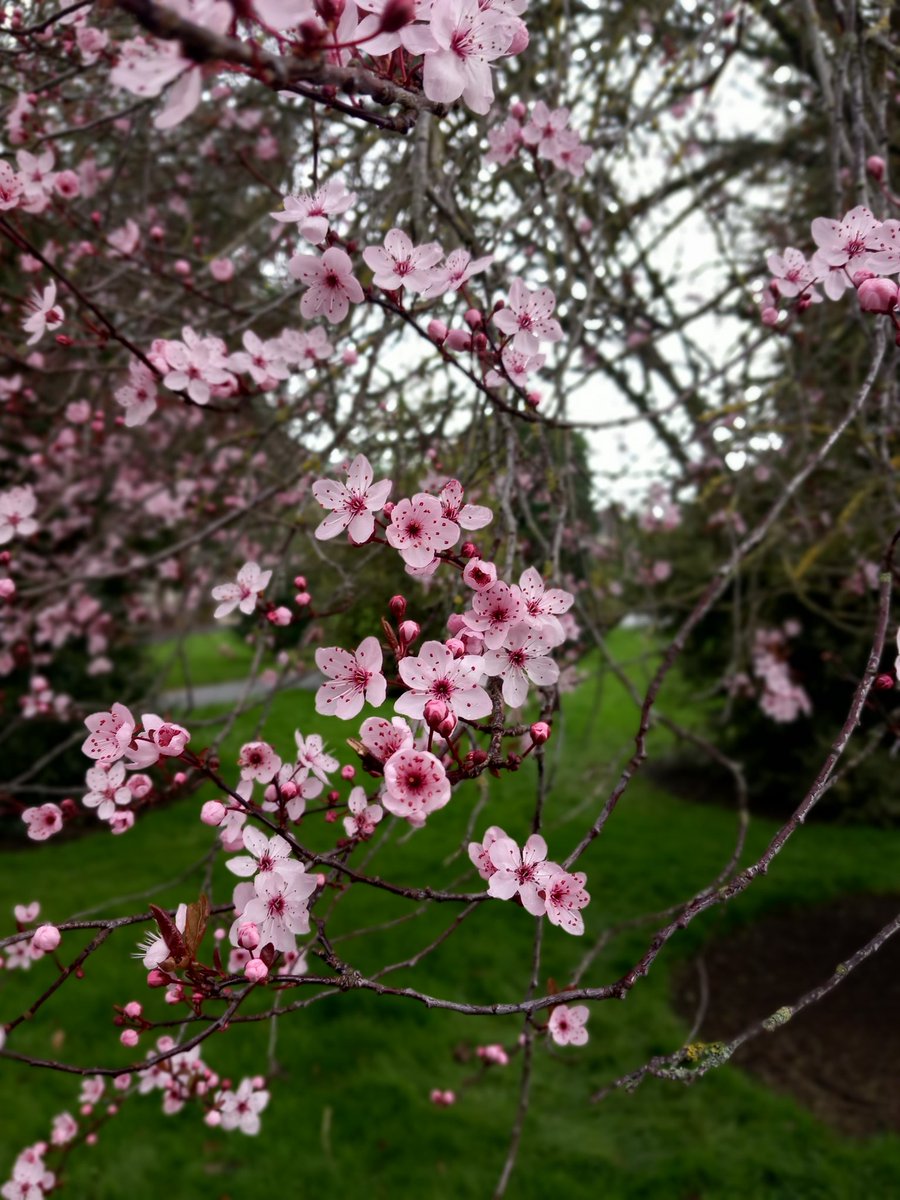 a_neasa's tweet image. Great opportunity to visit @MULibraryCat &amp;amp; get a #CovidVaccine in #MaynoothUniversity today. Reminder to @Maynoothgeog staff &amp;amp; students.