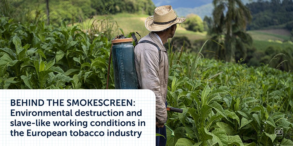 Tobacco produced in the south of Brazil uses internationally banned pesticides

New investigation written by <a href="/polianadbrida/">Poliana Dallabrida</a> Fernando Martinho <a href="/FlorianElabdi/">Florian Elabdi</a> <a href="/LouVoller/">Louise Voller Midtgaard</a> and published on <a href="/reporterb/">Repórter Brasil</a> <a href="/sulvinteum/">Sul21</a> <a href="/DanWatchDK/">Danwatch</a> <a href="/correio/">Correio Braziliense</a> <a href="/brasildefato/">Brasil de Fato</a> 

Read more⬇️
bit.ly/3YdKD8j