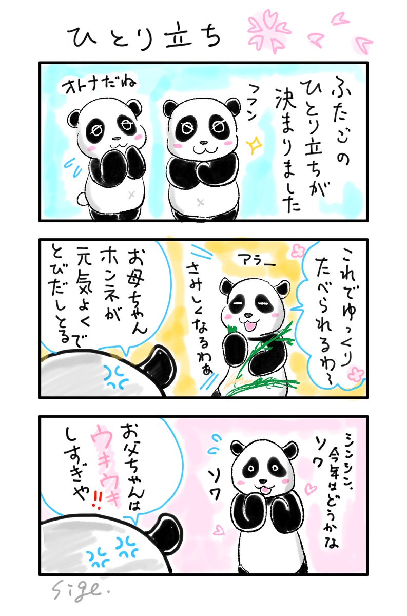 シャオシャオ&レイレイおはなし いよいよですねぇ・・🐼🐼✨ #シャオシャオ #レイレイ #ひとり立ち