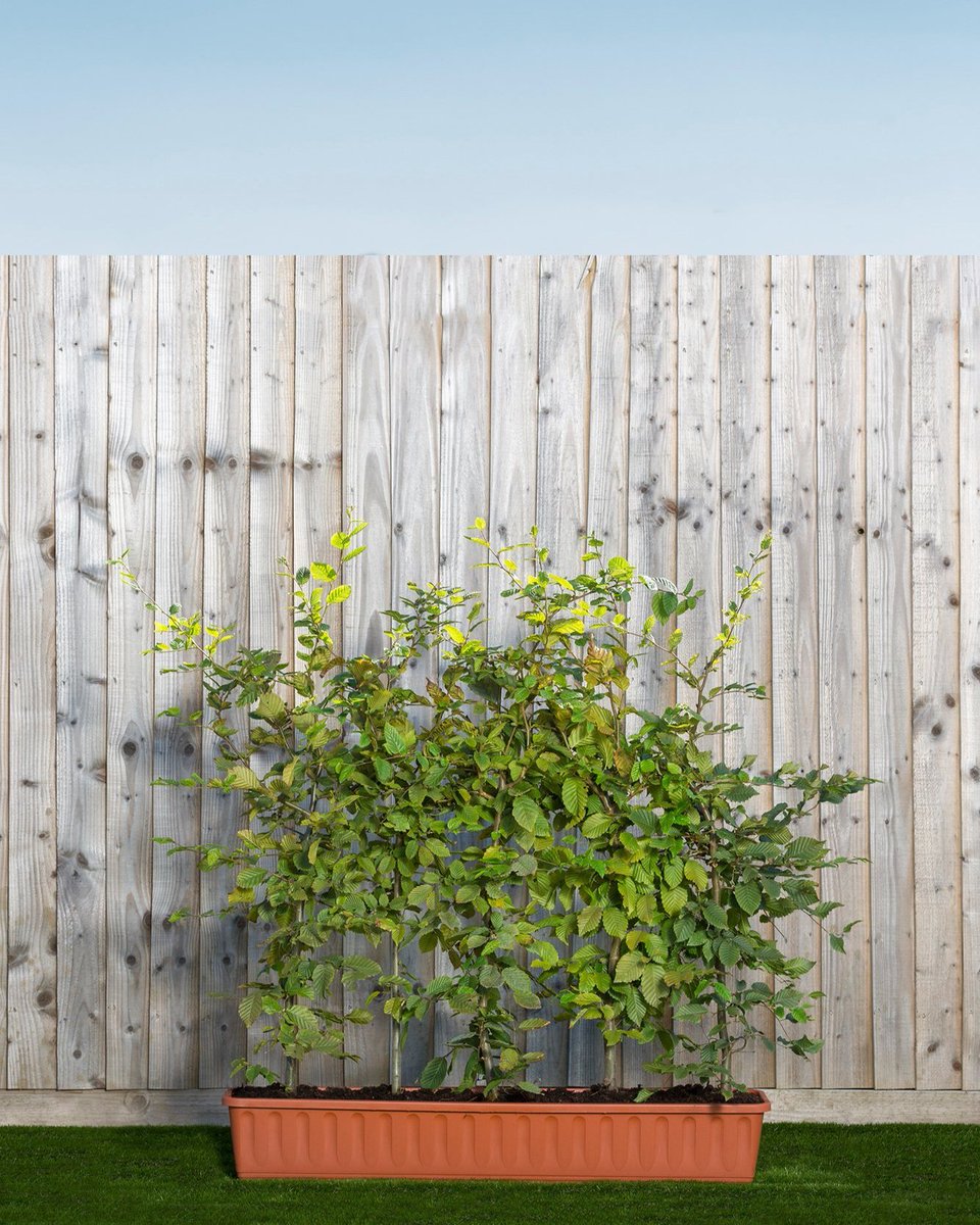 Readyhedge's tweet image. 🌿 Create a beautiful and low-maintenance hedge with Carpinus betulus, or Hornbeam! This British native plant is easy to grow and will add both colour and texture to your garden. 
readyhedgeltd.com/product/carpin…
 🌳🌱 #CarpinusBetulus #Hornbeam #TroughHedging #Gardening 🏡