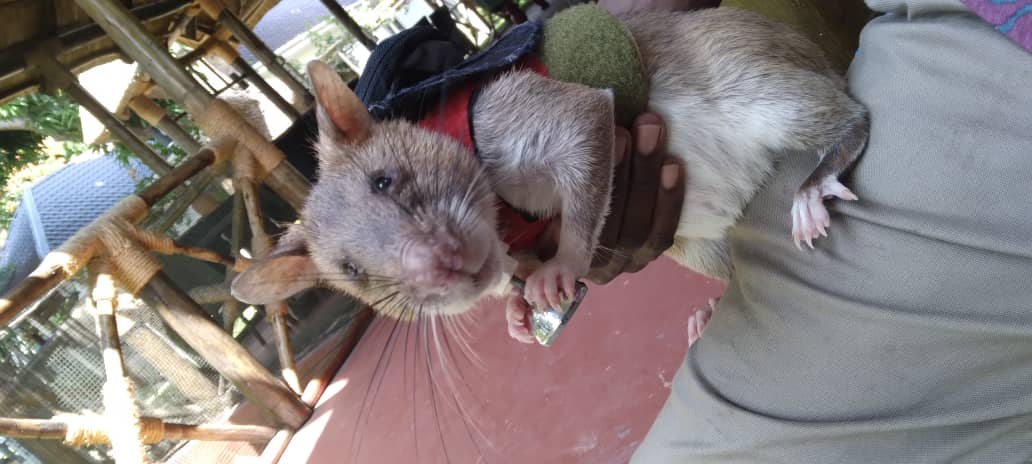 'When I pull this ball attached to my vest, you will hear a 'BEEP' sound to let you know that I detected pangolin scales!' 

How cute is Wildlife detection rat Betty? 🐭 ❤️

#HeroRATs #SavePangolins #EndWildlifeCrime #ProtectBiodiversity
