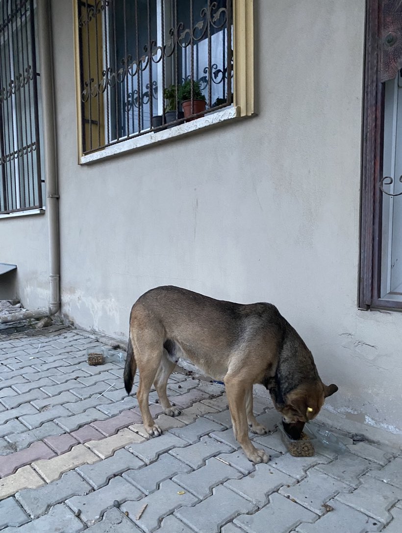 Kahve canımdan 1 haftadır haber alamıyorum. Hatay / Antakya / Küçükdalyan Mahallesi’nden can alan belediye ve ya stk varsa lütfen küpe numarası 2039, adına duyarlı, iyileşince alacağım lütfen bulmama yardım edin 🙏🏼